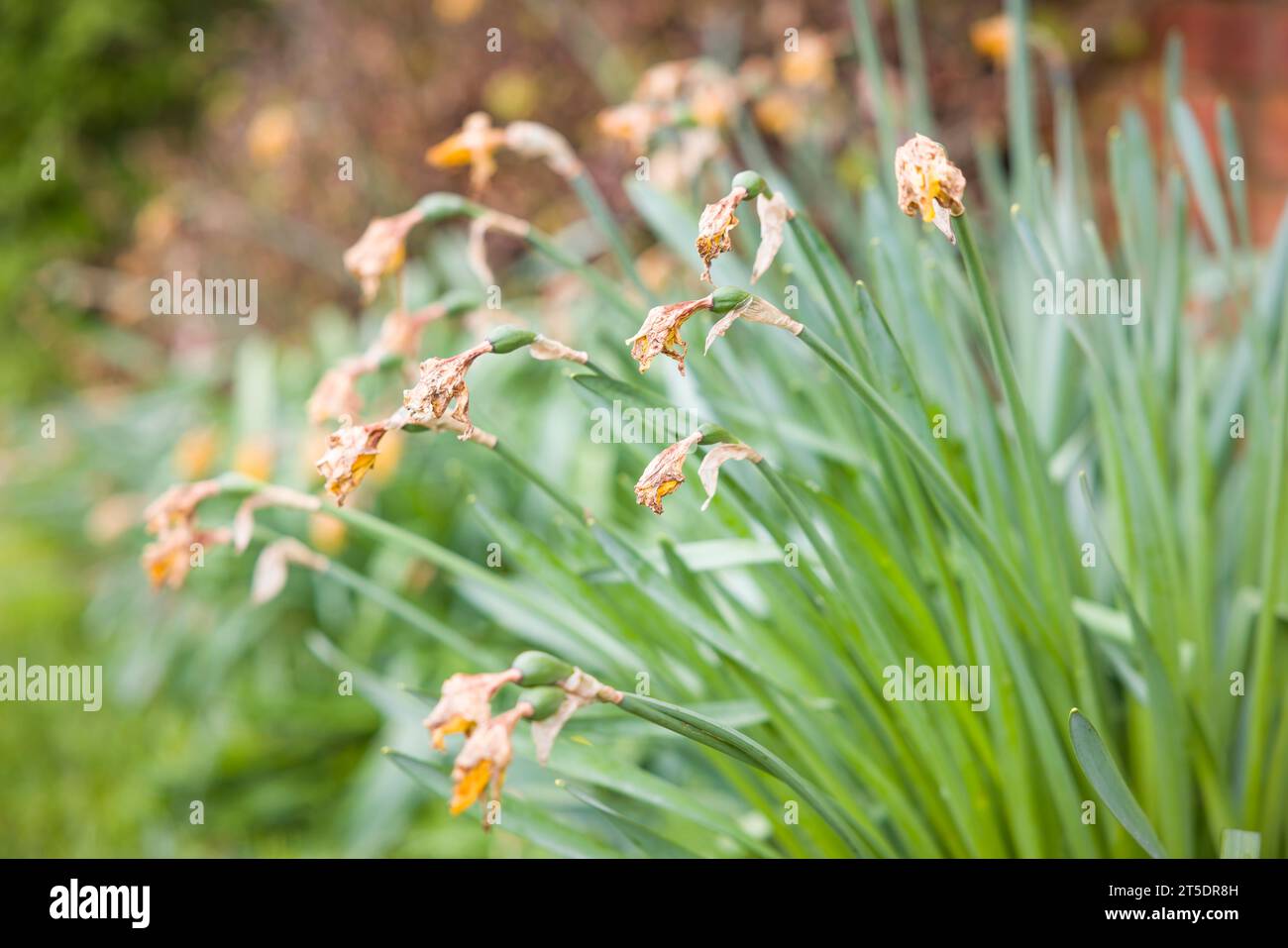 Daffodil deadheads in an English flowerbed in spring, UK. English garden Stock Photo