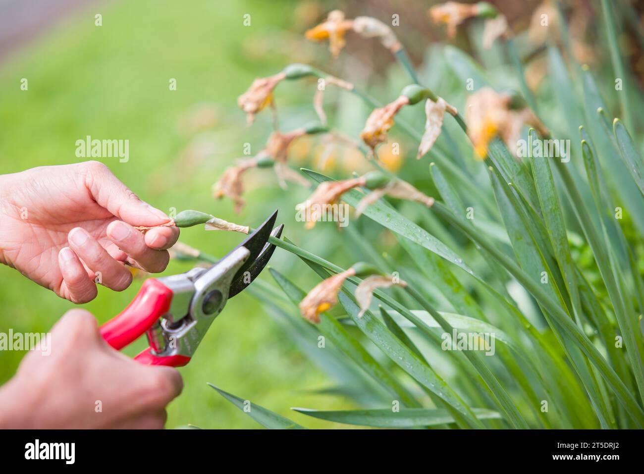 Close-up of a female gardener deadheading daffodils with secateurs in an English garden Stock Photo