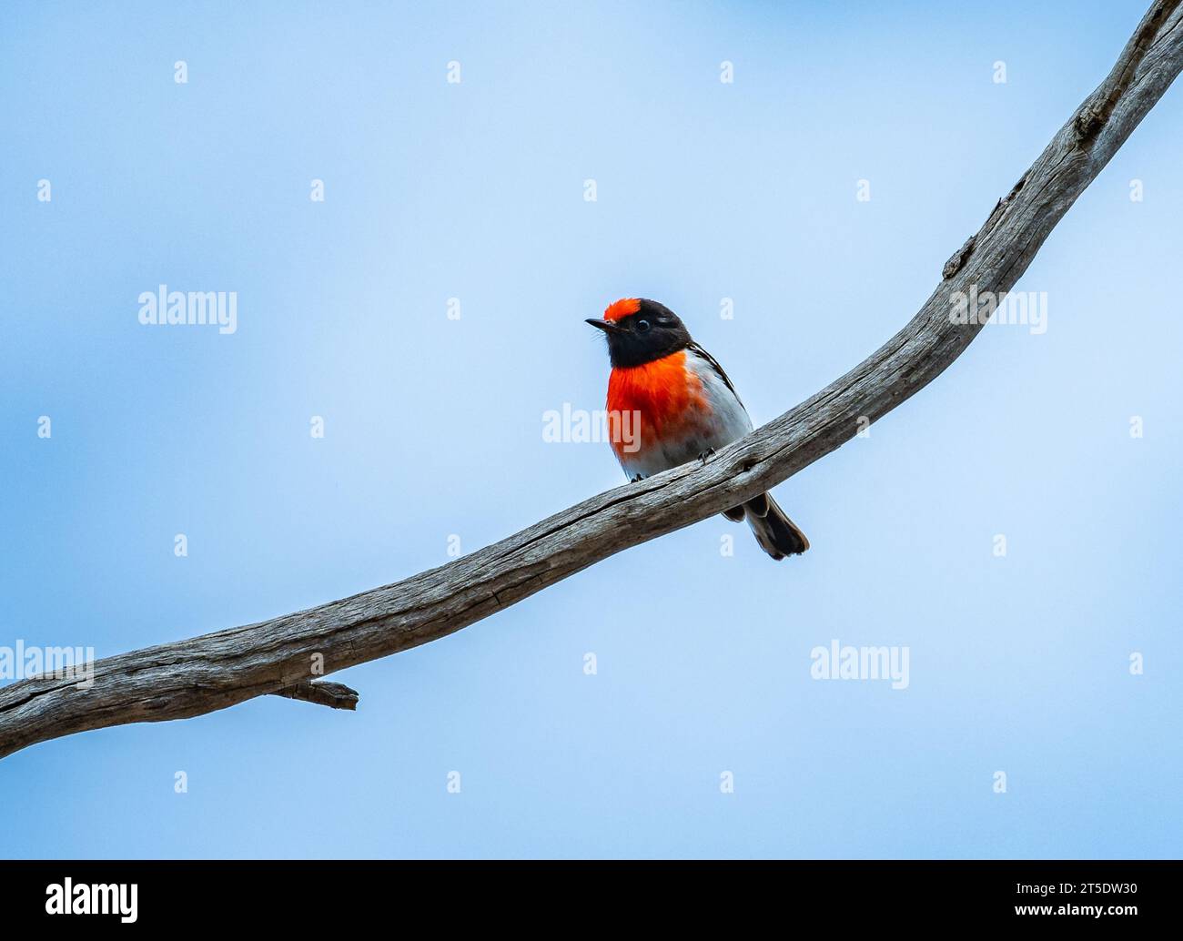 A bright-colored Red-capped Robin (Petroica goodenovii) perched on a branch. Australia. Stock Photo