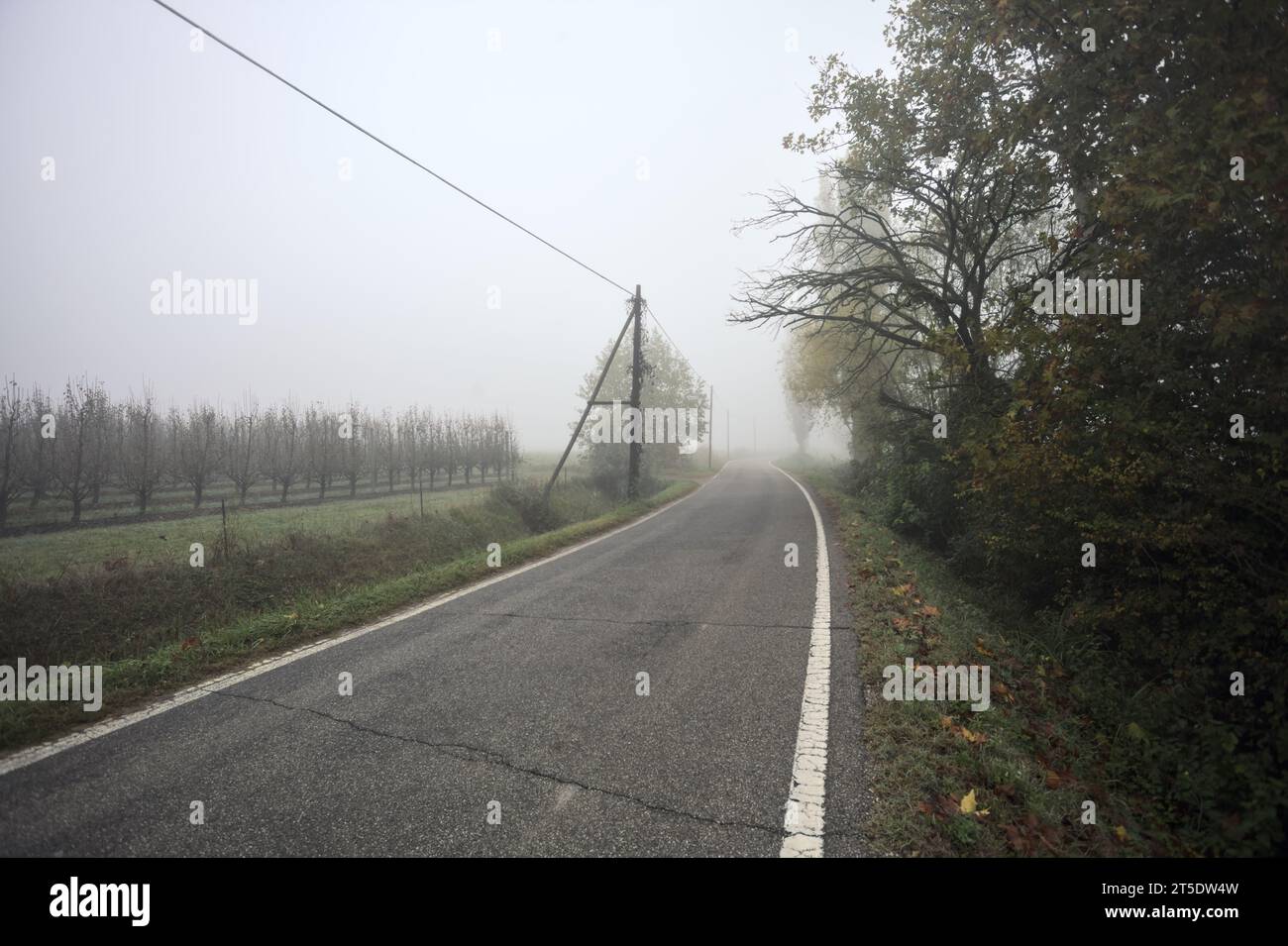 Road  next to a field in the italian countryside on a foggy day framed by a tree Stock Photo