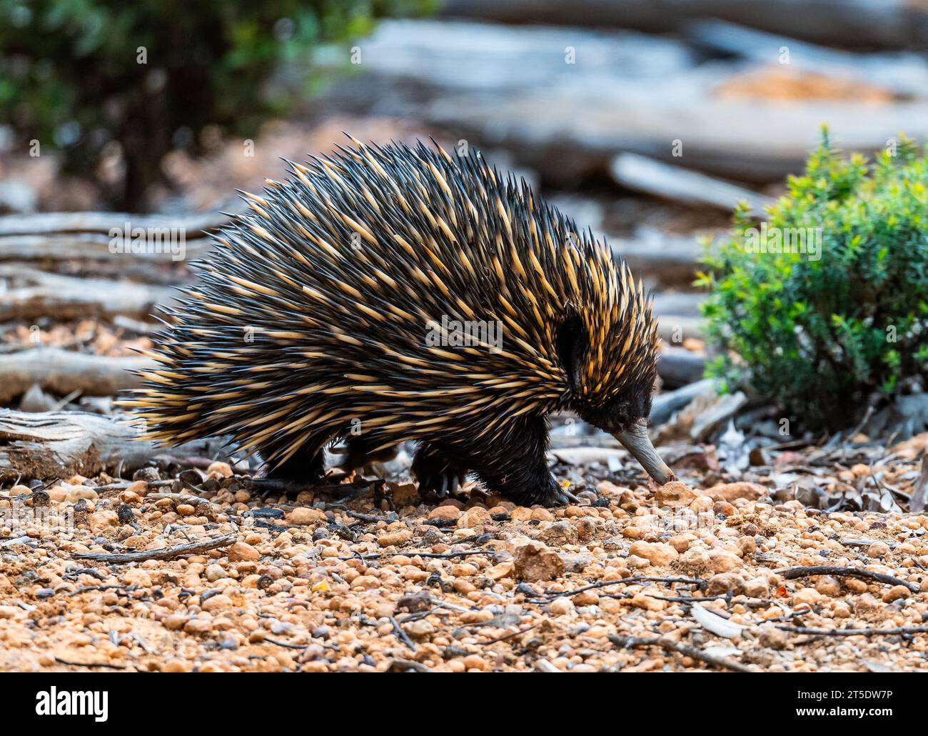 A Shortbeaked Echidna (Tachyglossus aculeatus) is an unique mammal