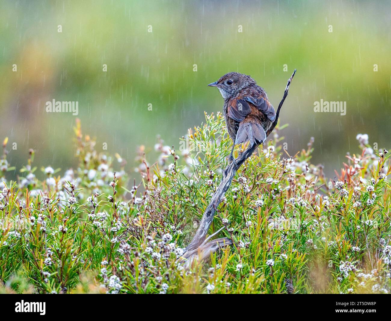 A Western Bristlebird (Dasyornis longirostris) perched on a branch. Australia. Stock Photo