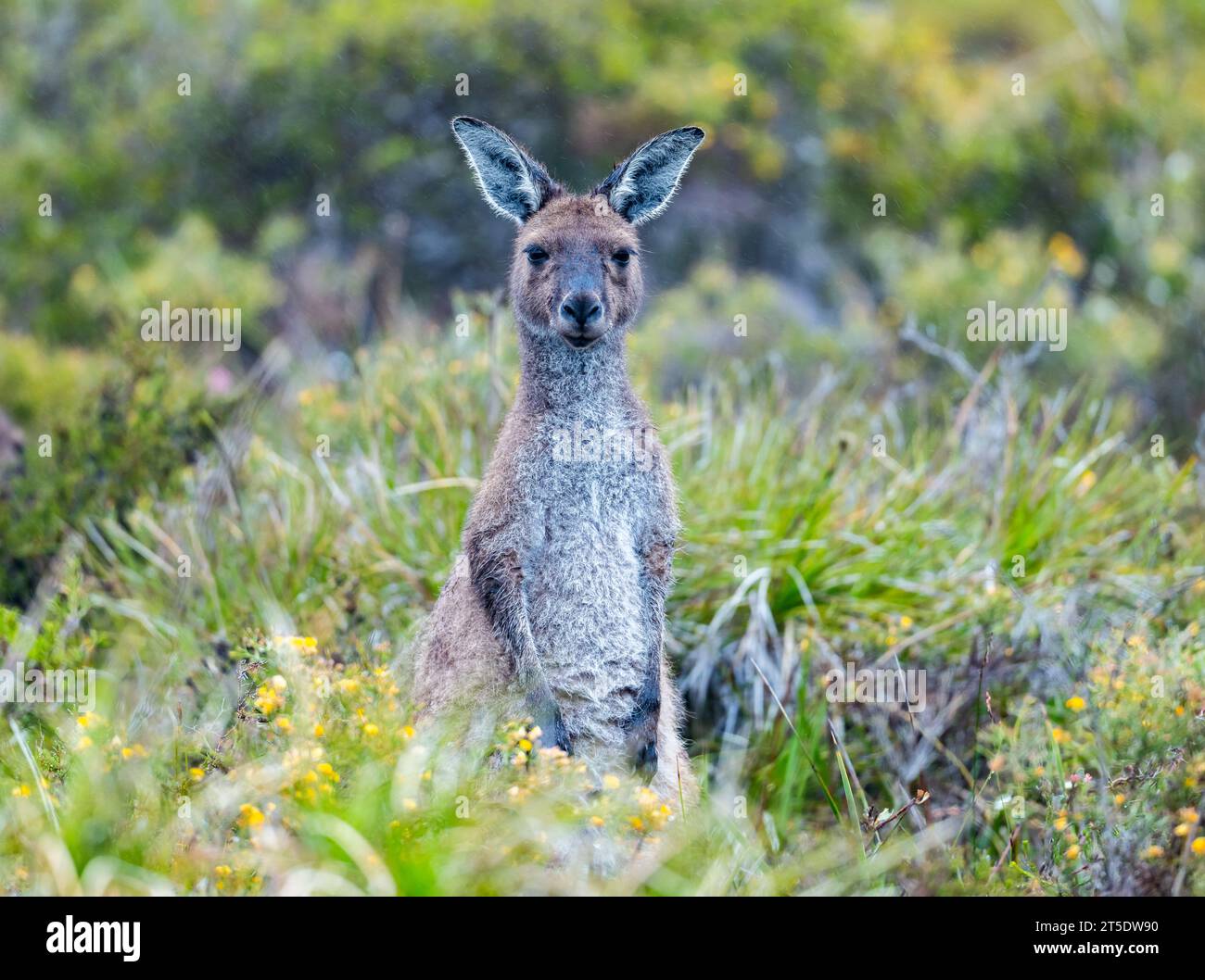 A Western Grey Kangaroo (Macropus fuliginosus) in the bushes. Australia. Stock Photo