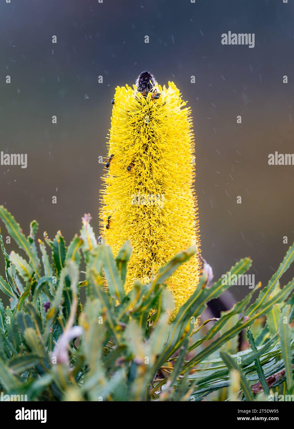 Yellow flowers of Candlestick Banksia (Banksia attenuata) attract ants and other insects. Australia. Stock Photo