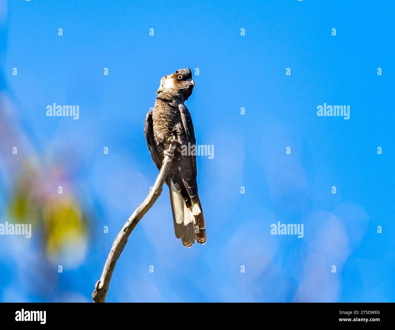 A Critically Endangered Baudin's Black-Cockatoo (Zanda baudinii) perched on a branch. Australia. Stock Photo