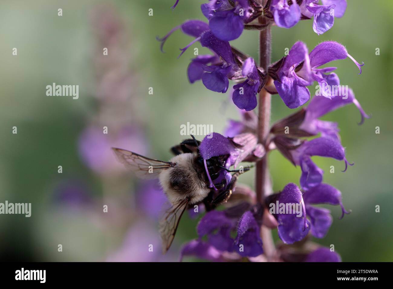 A carpenter bee on purple catmint against a green and purple background Stock Photo