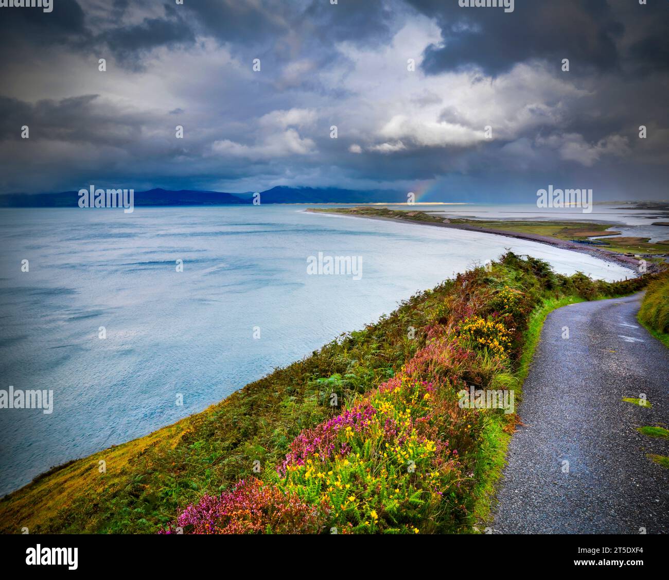 Colourful flowers and ferns on the side of the road at Glenbeigh