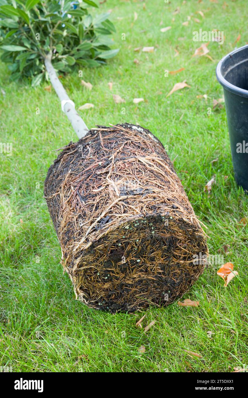 Detail of the root system of a pot bound or root bound plant (bay tree