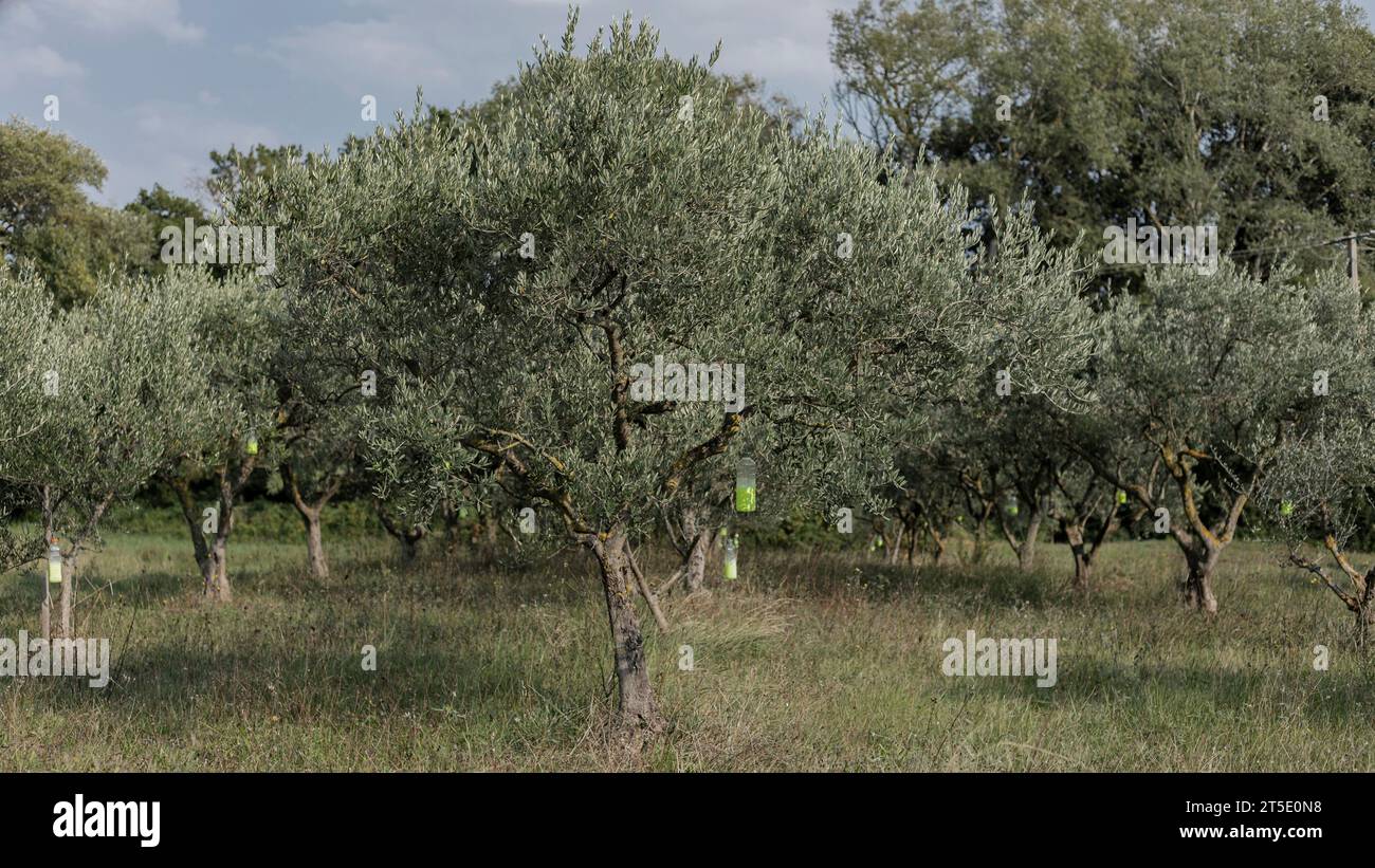 Olive trees with pest control traps made of plastic bottles hanging on