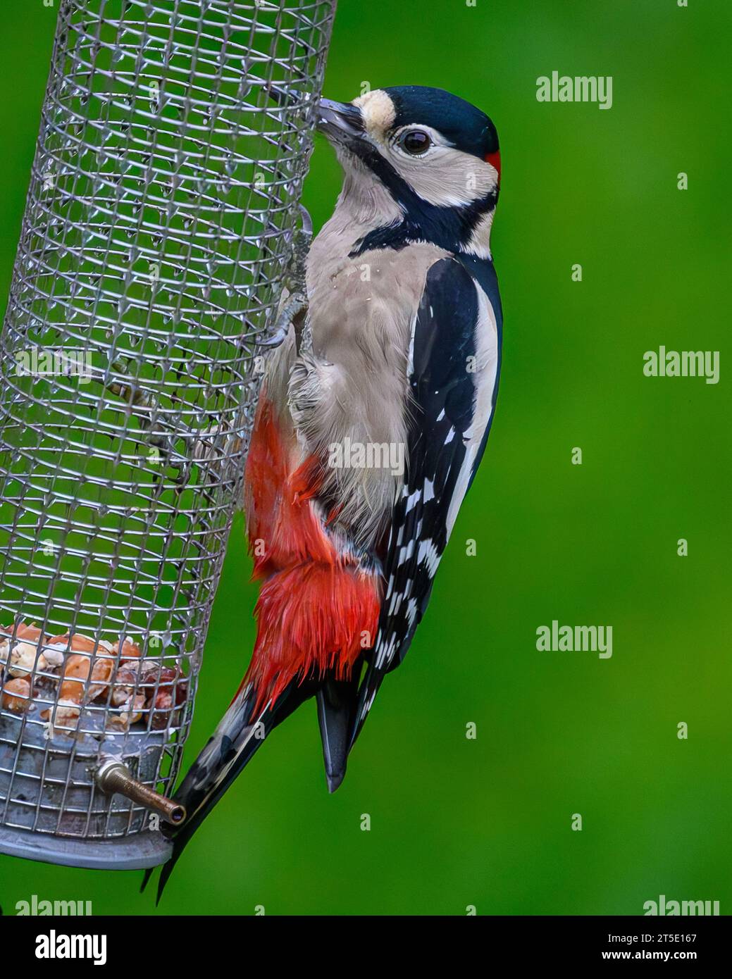 A Male Great-Spotted Woodpecker, Dendrocopos Major, Feeds From A Birdfeeder In Kirkliston, Edinburgh, Scotland, UK. Stock Photo