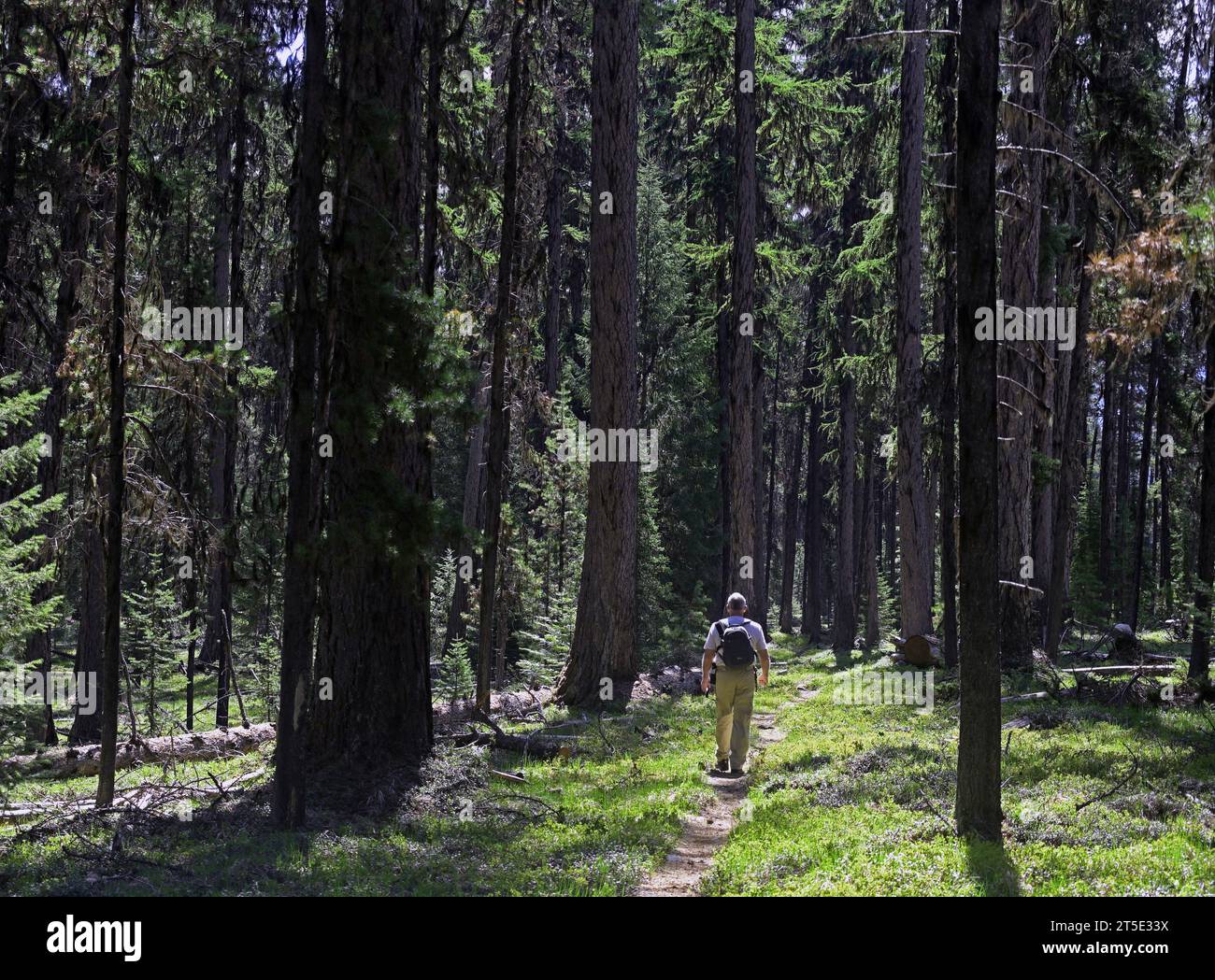 Walking through an old-growth western larch forest in spring. Yaak Valley, Montana. Stock Photo