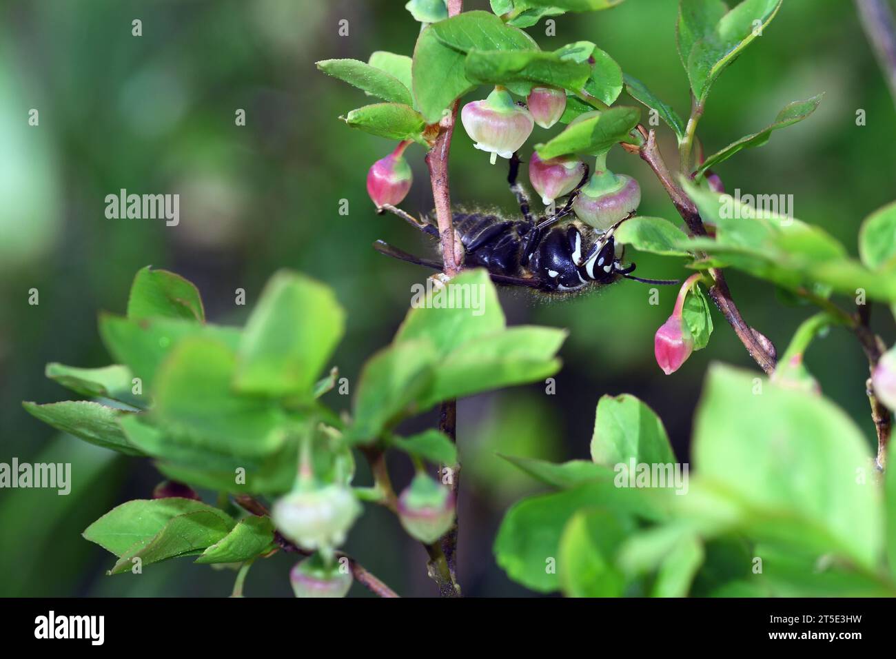 Bald-faced hornet feeding on and pollinating common huckleberry. Purcell Mountains, northwest Montana. Stock Photo
