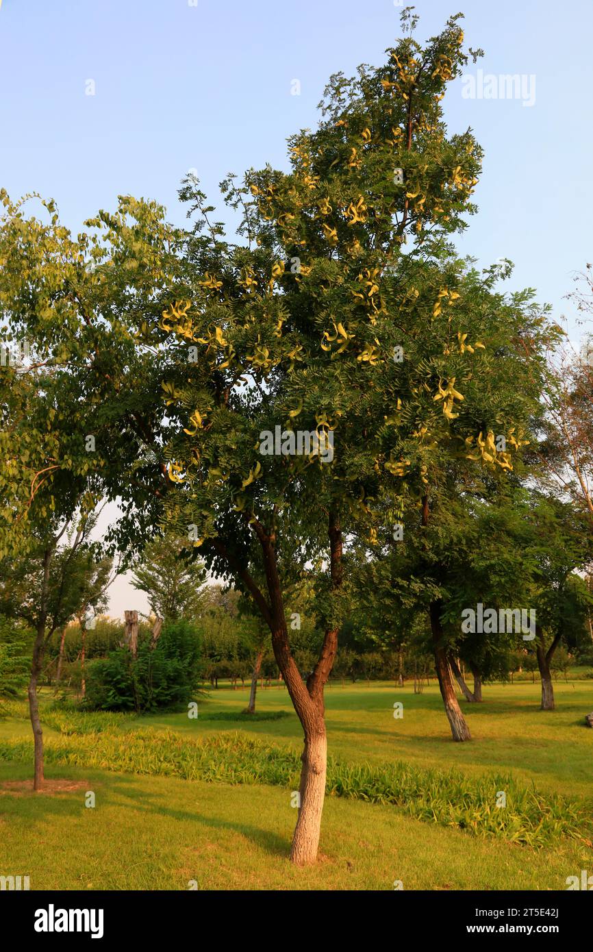 acacia trees in the park. Stock Photo