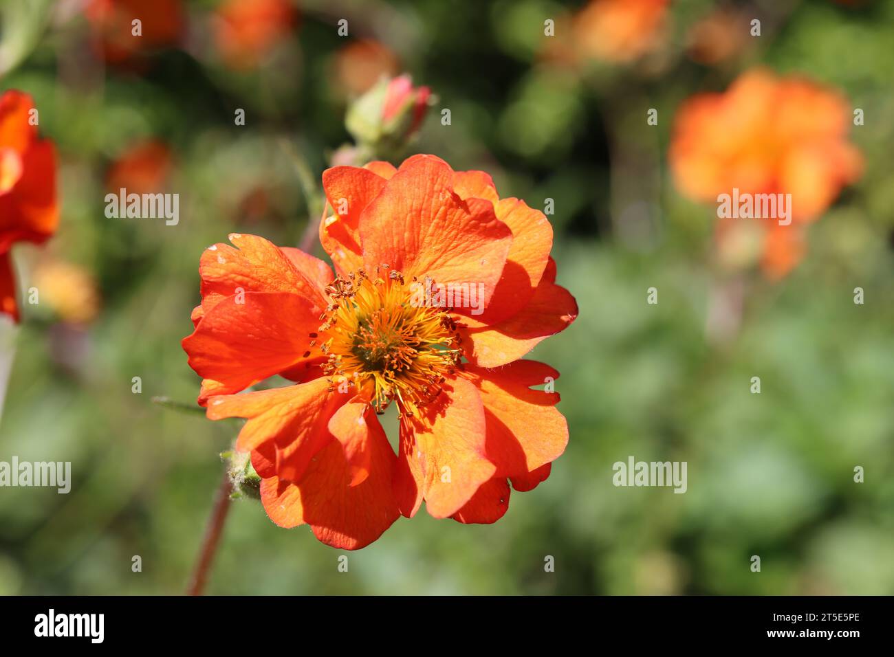Orange poppy Stock Photo