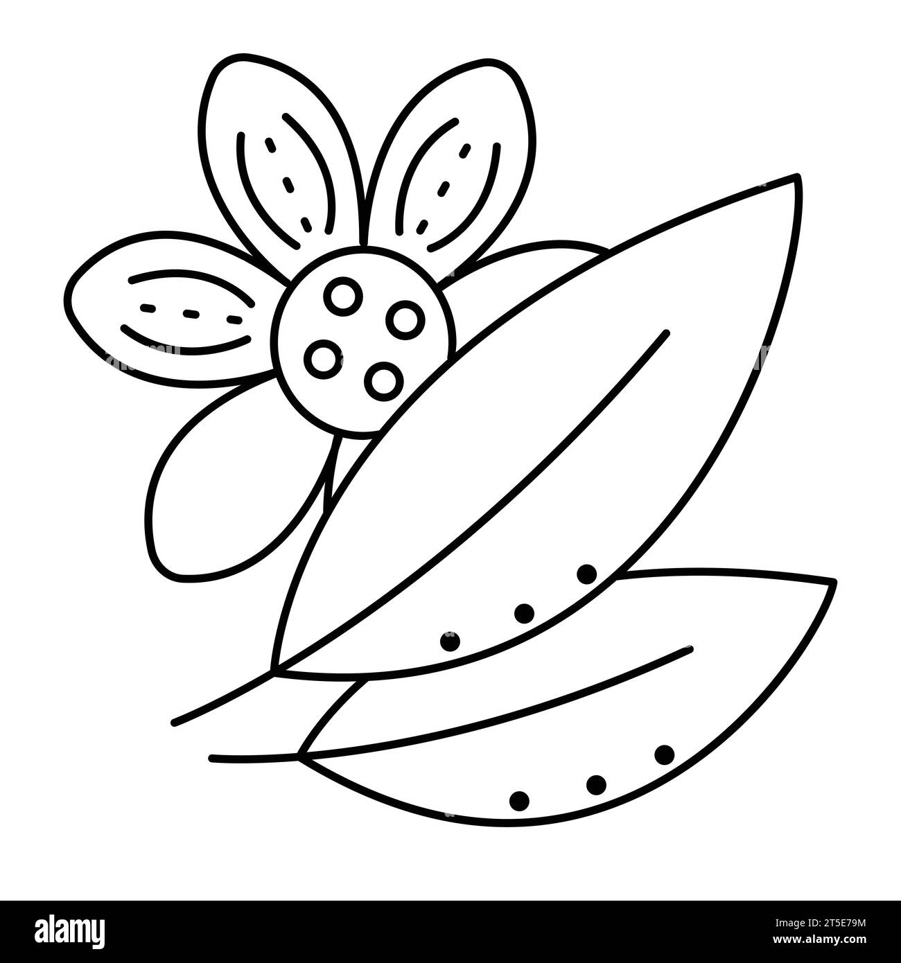How to draw JASMINE Flower for Beginners| EASY - YouTube