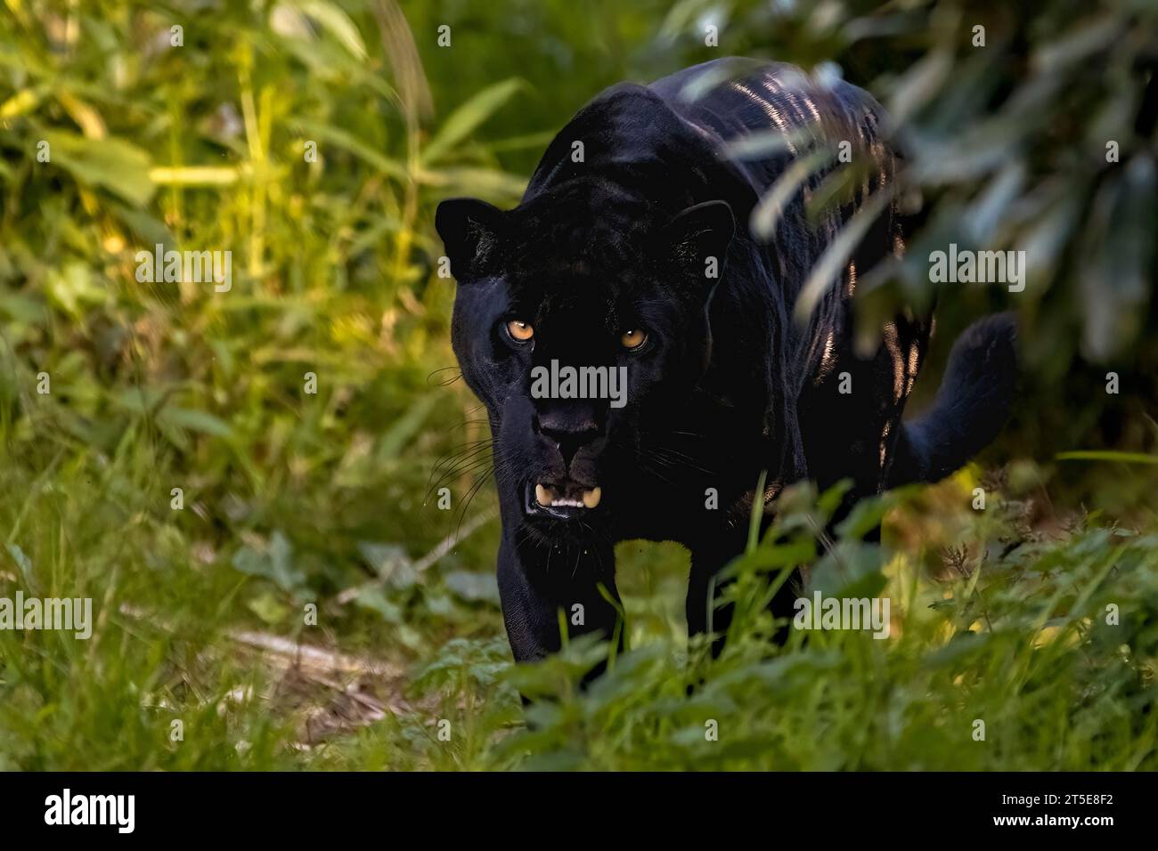 Black jaguar growl hi-res stock photography and images - Alamy