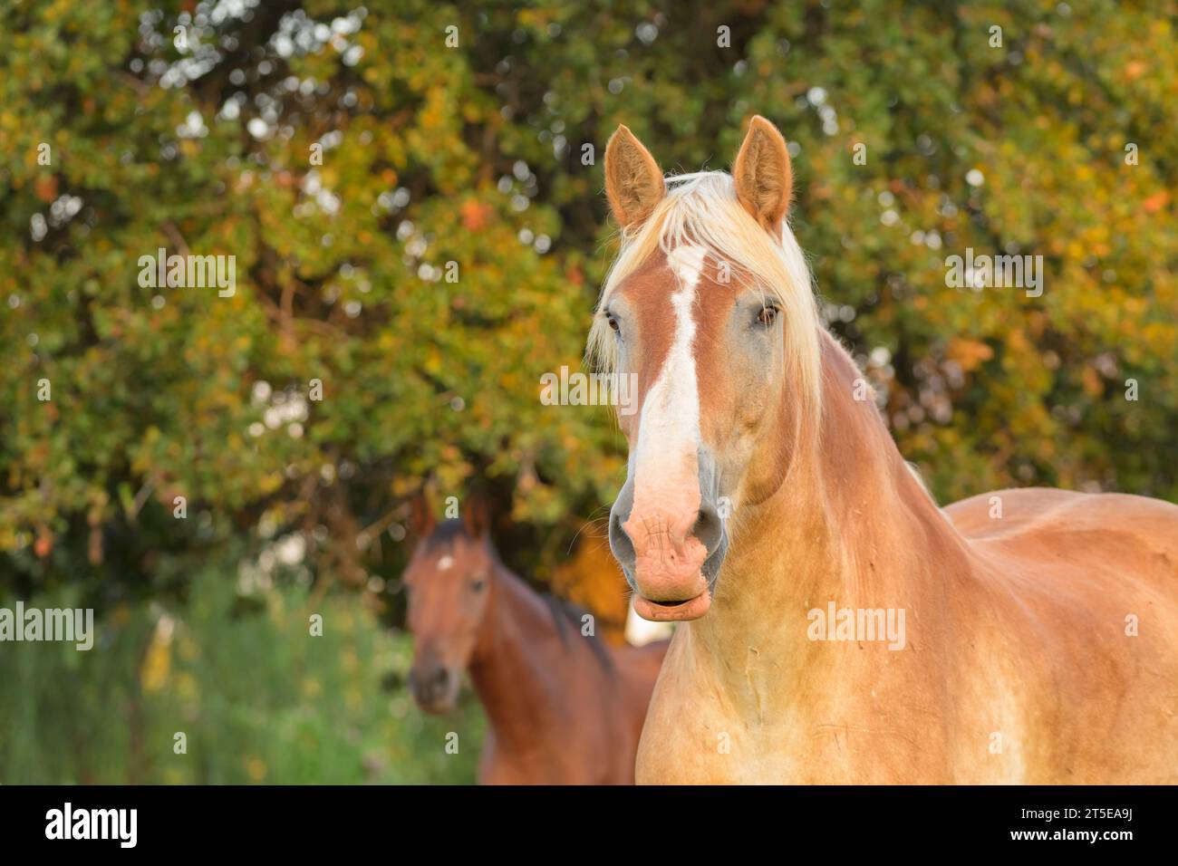 Blond Belgian draft horse looking past viewer with his ears pricked up in early morning light, with another horse on the background Stock Photo