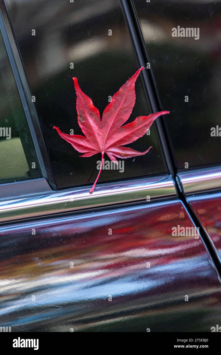 Red maple leaf on a black car in Vancouver, Canada, during Autumn. The car's black paint reflects the surroundings. Stock Photo