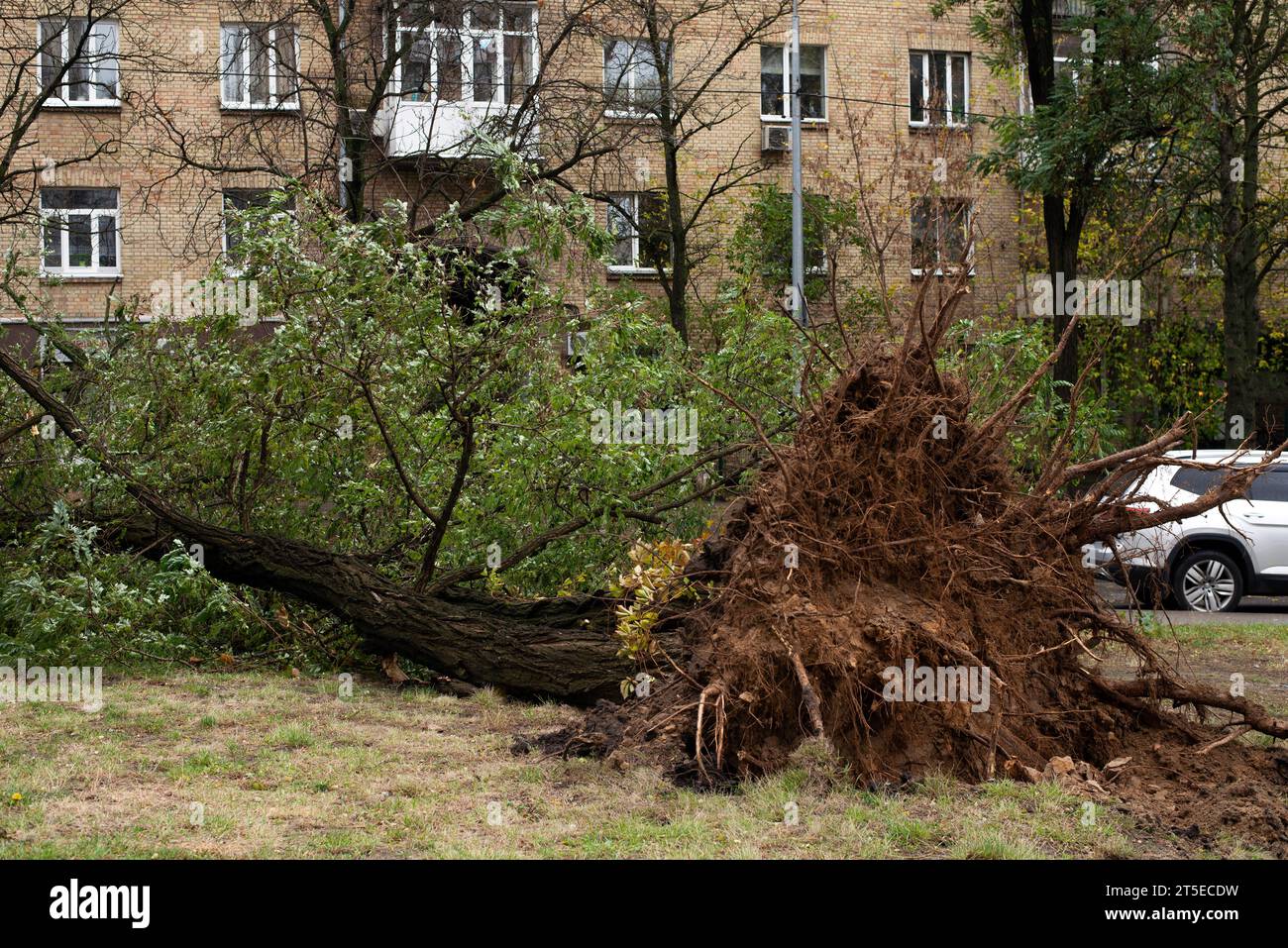 A fallen tree after a hurricane with its roots torn out in the city ...