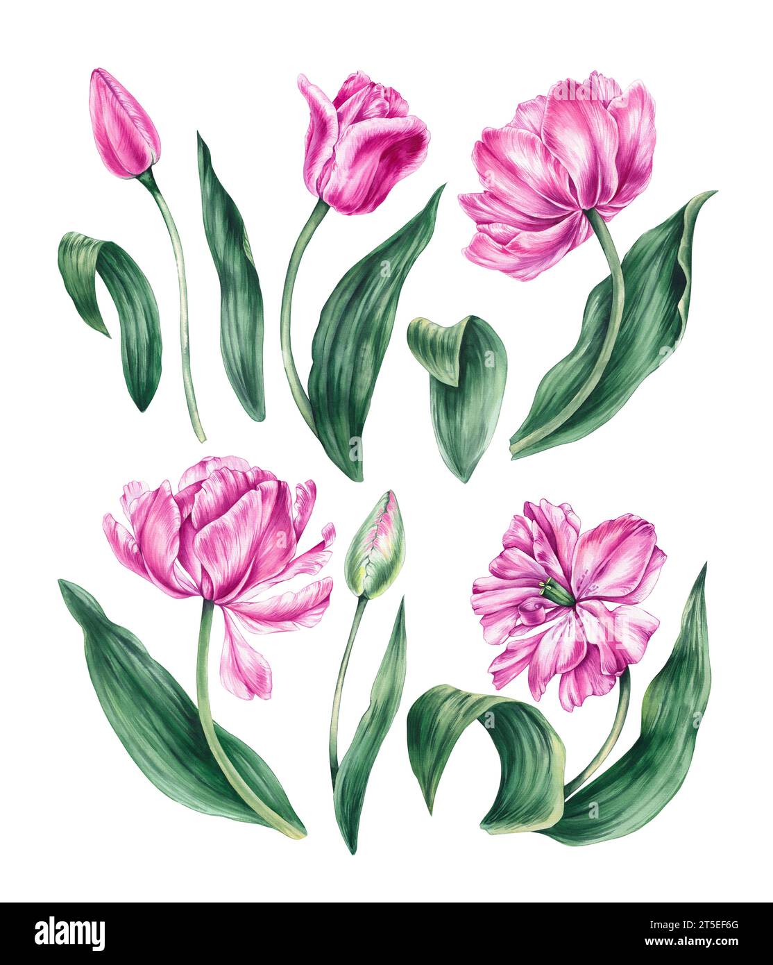Watercolor pink tulip set on a white background. Watercolor hand drawn ...