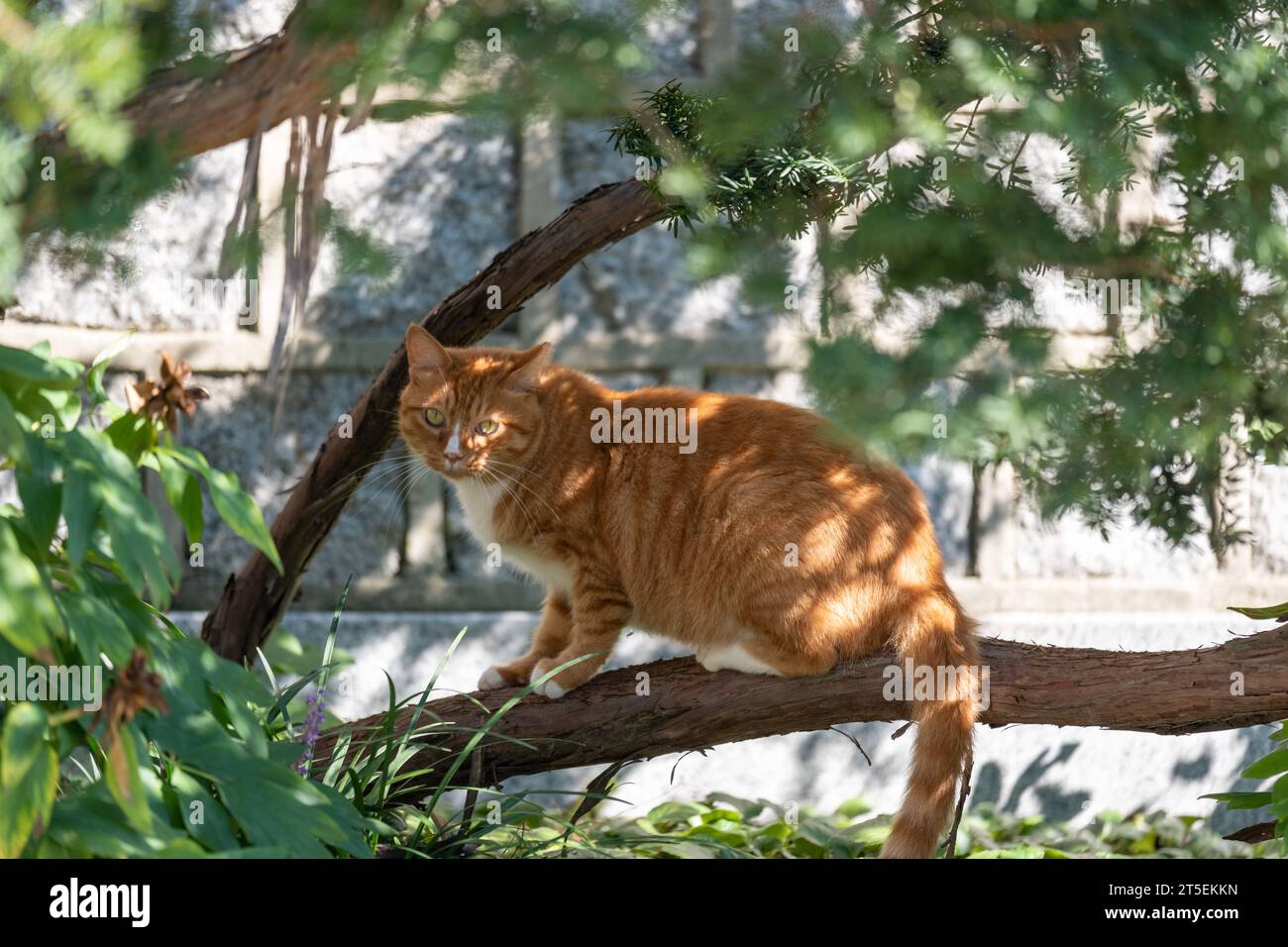 Ginger cat hiding on the tree Stock Photo