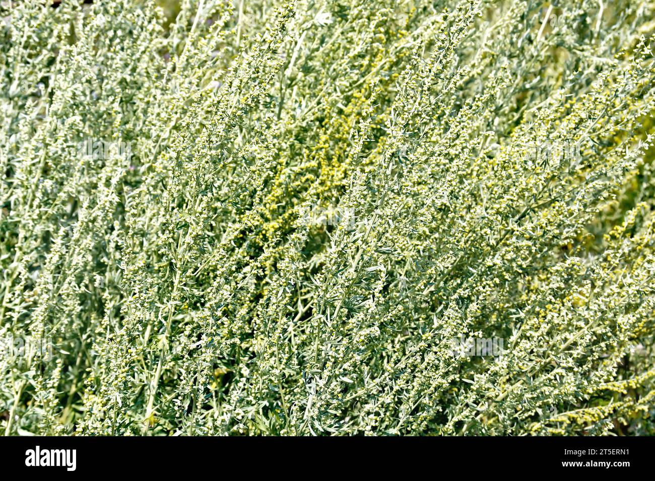 Background of gray wormwood blooming Stock Photo