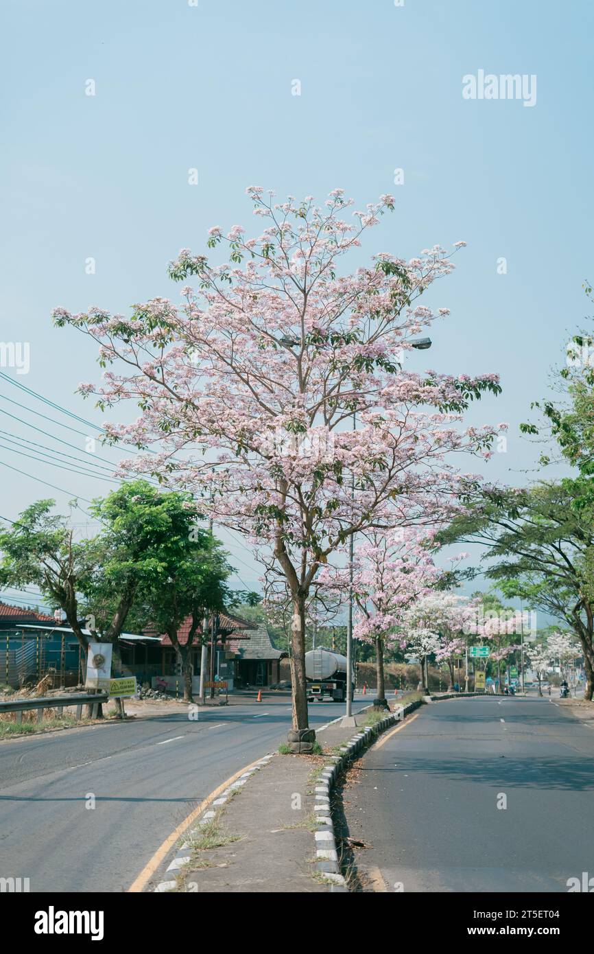 Pink poui flower or rosy trumpet tree (Tabebuia rosea) blooming on the street of Salatiga, Indonesia. Stock Photo