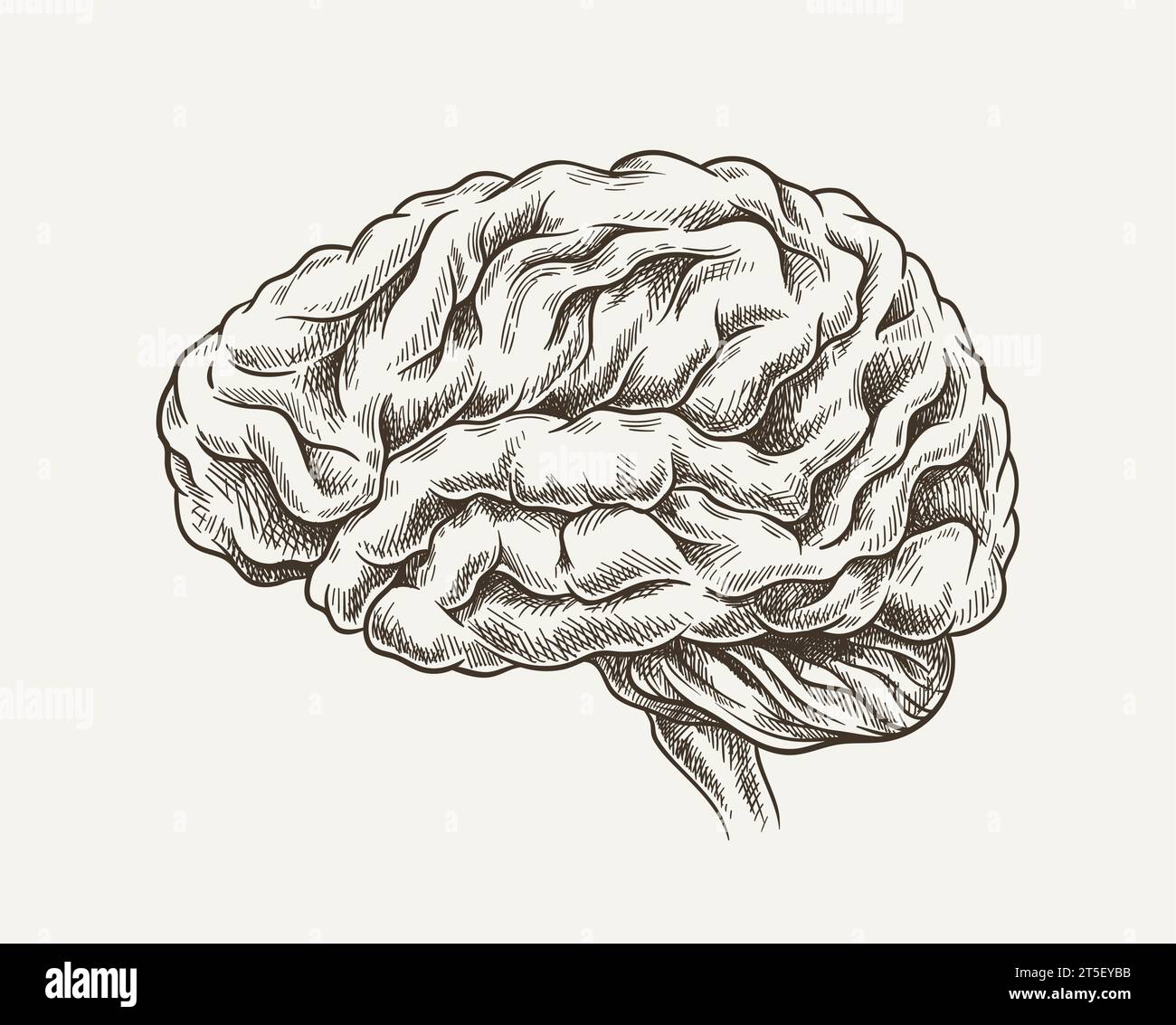 Brain minimalistic sketch vector concept Stock Vector Image & Art - Alamy