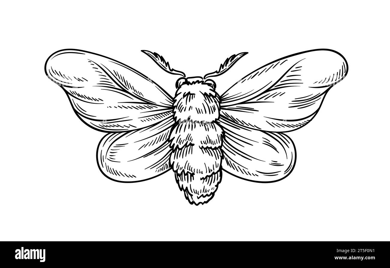 Hand drawn insect vector concept Stock Vector Image & Art - Alamy