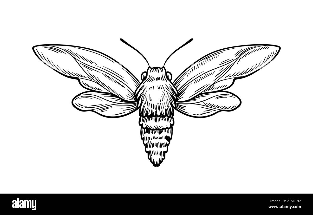 Hand drawn insect vector concept Stock Vector Image & Art - Alamy