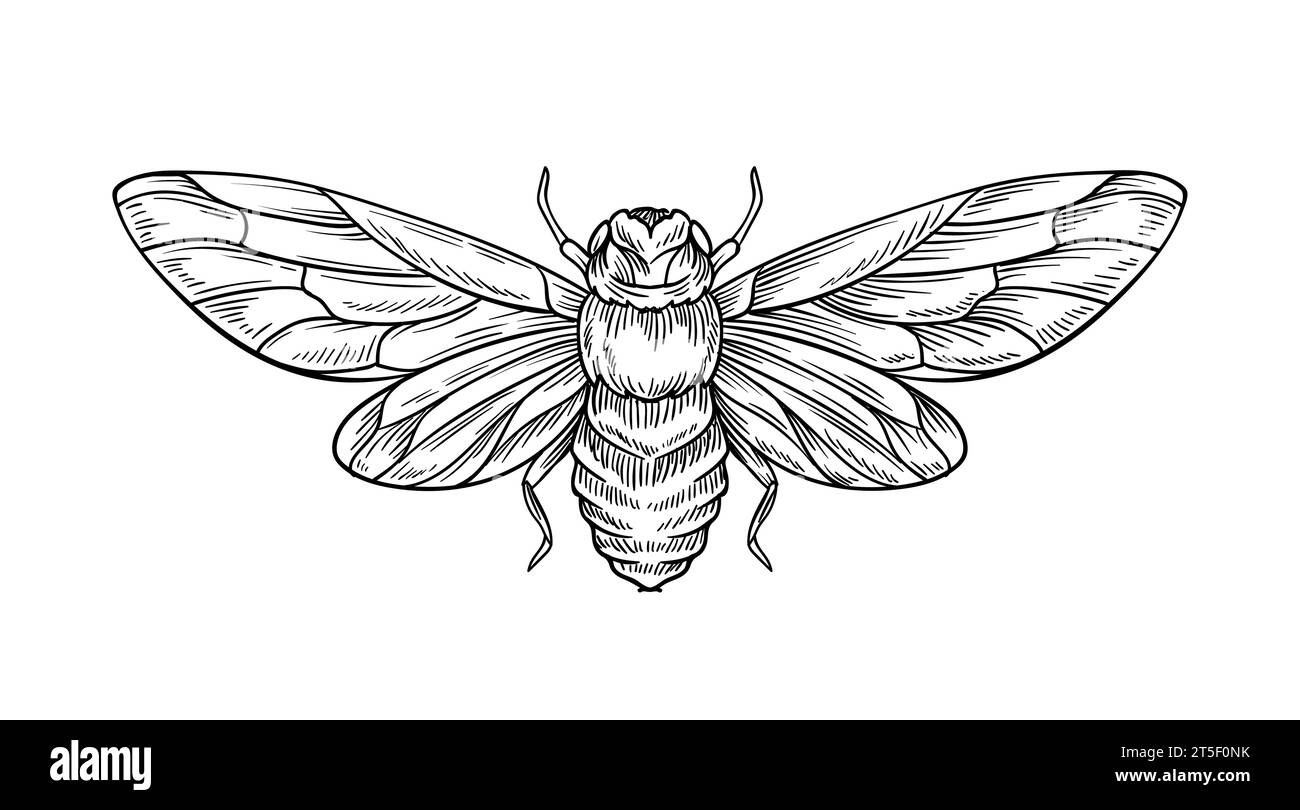 Hand drawn insect vector concept Stock Vector Image & Art - Alamy