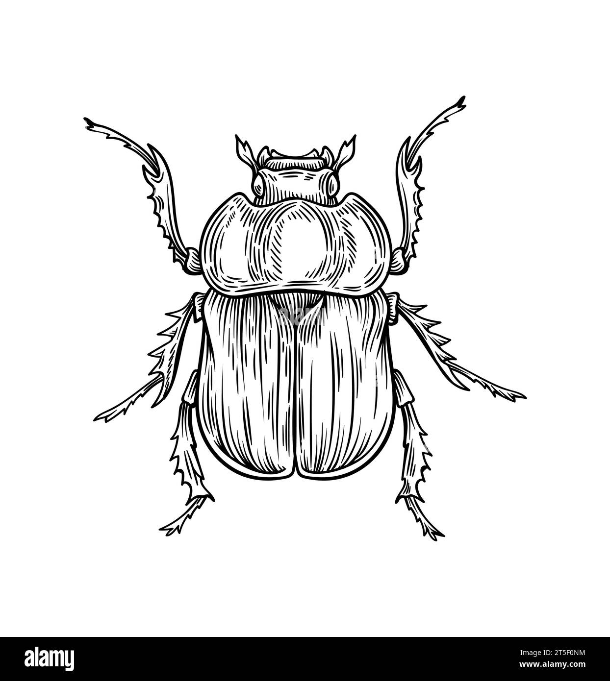 Hand drawn insect vector concept Stock Vector Image & Art - Alamy