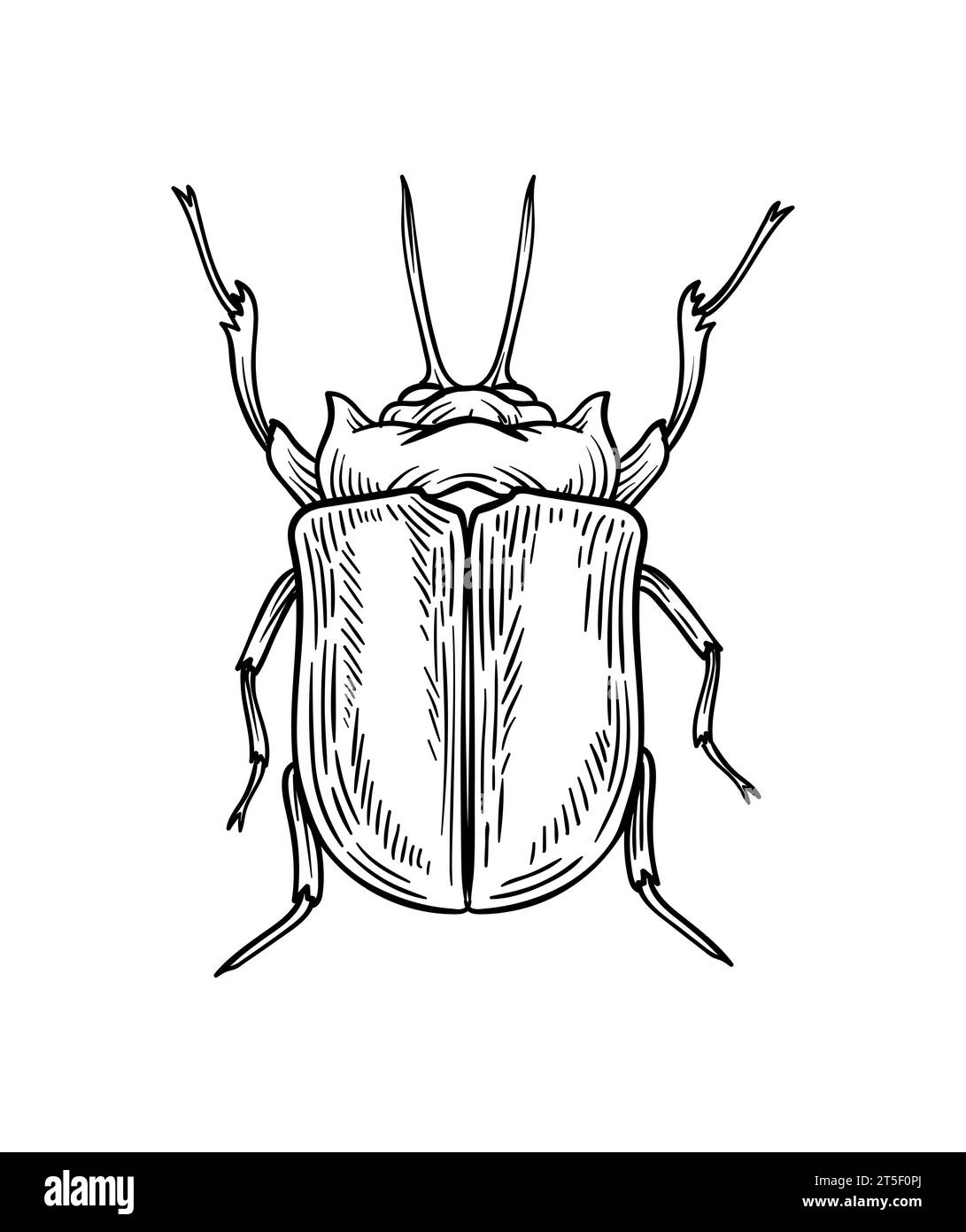 Hand drawn insect vector concept Stock Vector Image & Art - Alamy