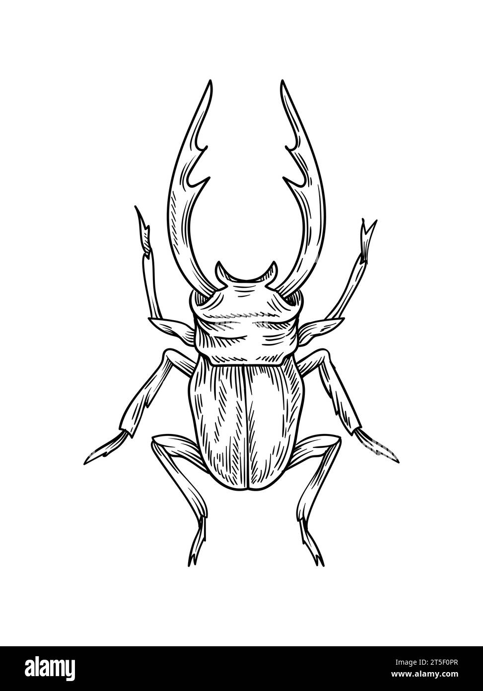 Hand drawn insect vector concept Stock Vector Image & Art - Alamy