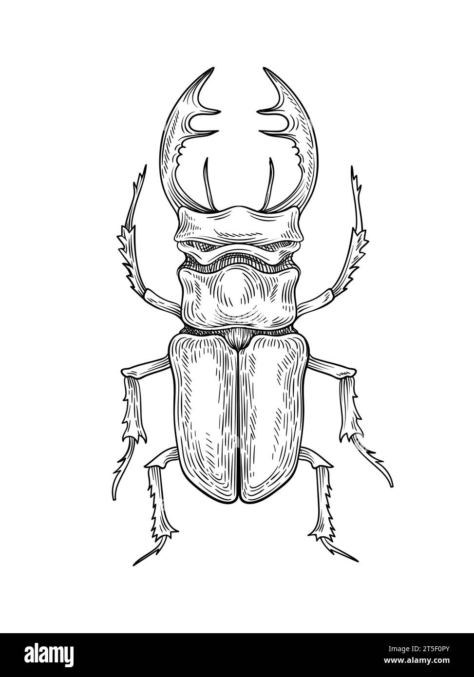 Hand drawn insect vector concept Stock Vector Image & Art - Alamy