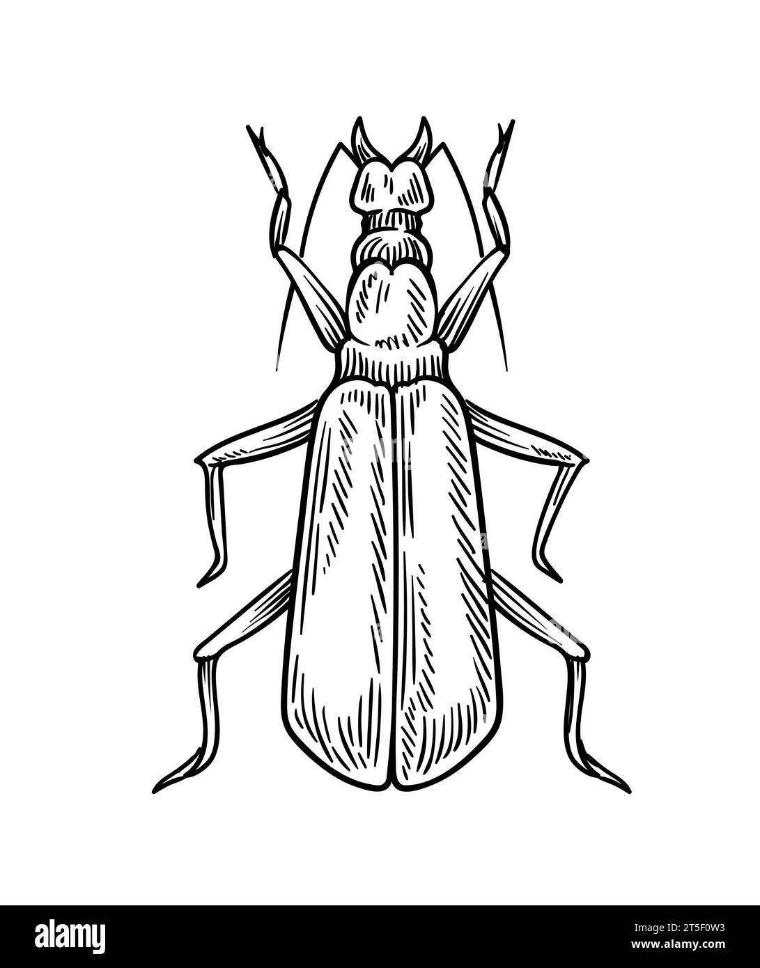 Hand drawn insect vector concept Stock Vector Image & Art - Alamy