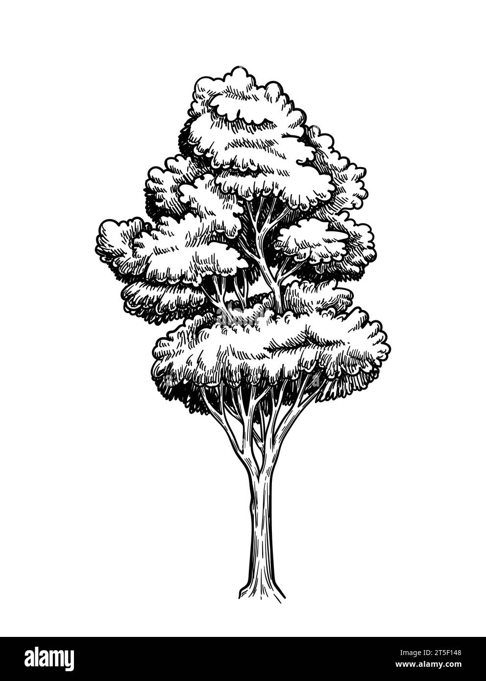 Oak trees vector hand drawn sketch Stock Vector Image & Art - Alamy