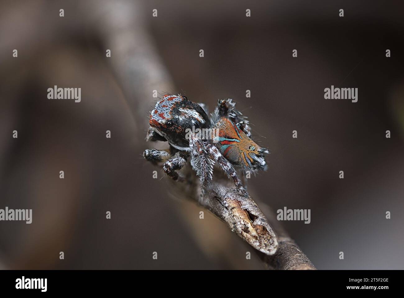 Peacock spider australia hi-res stock photography and images - Alamy