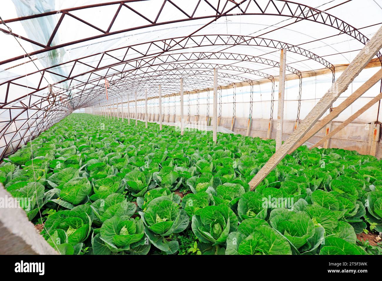 Vegetables in greenhouses Stock Photo - Alamy