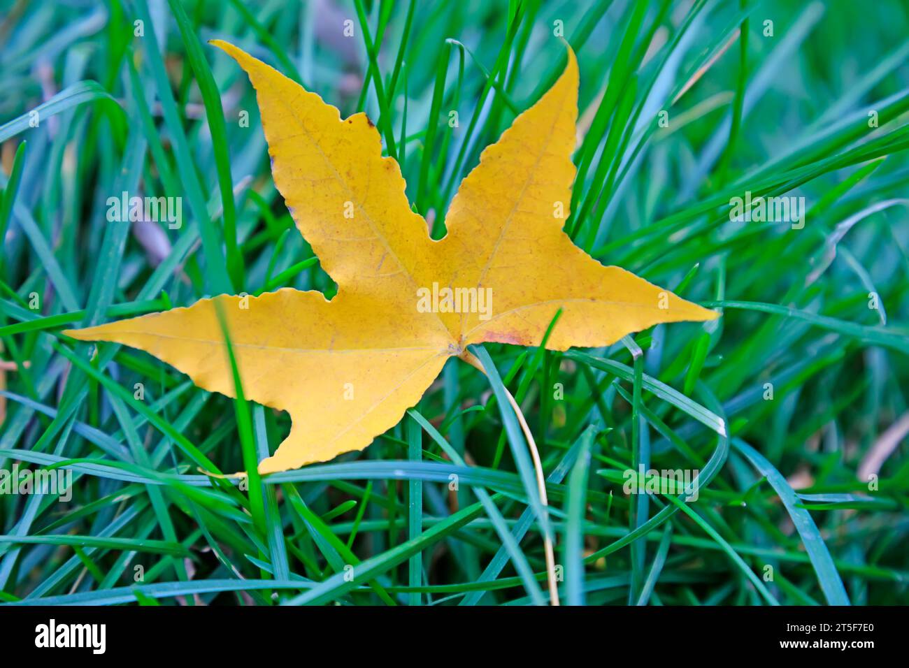Yellow leaves are on the green grass Stock Photo - Alamy