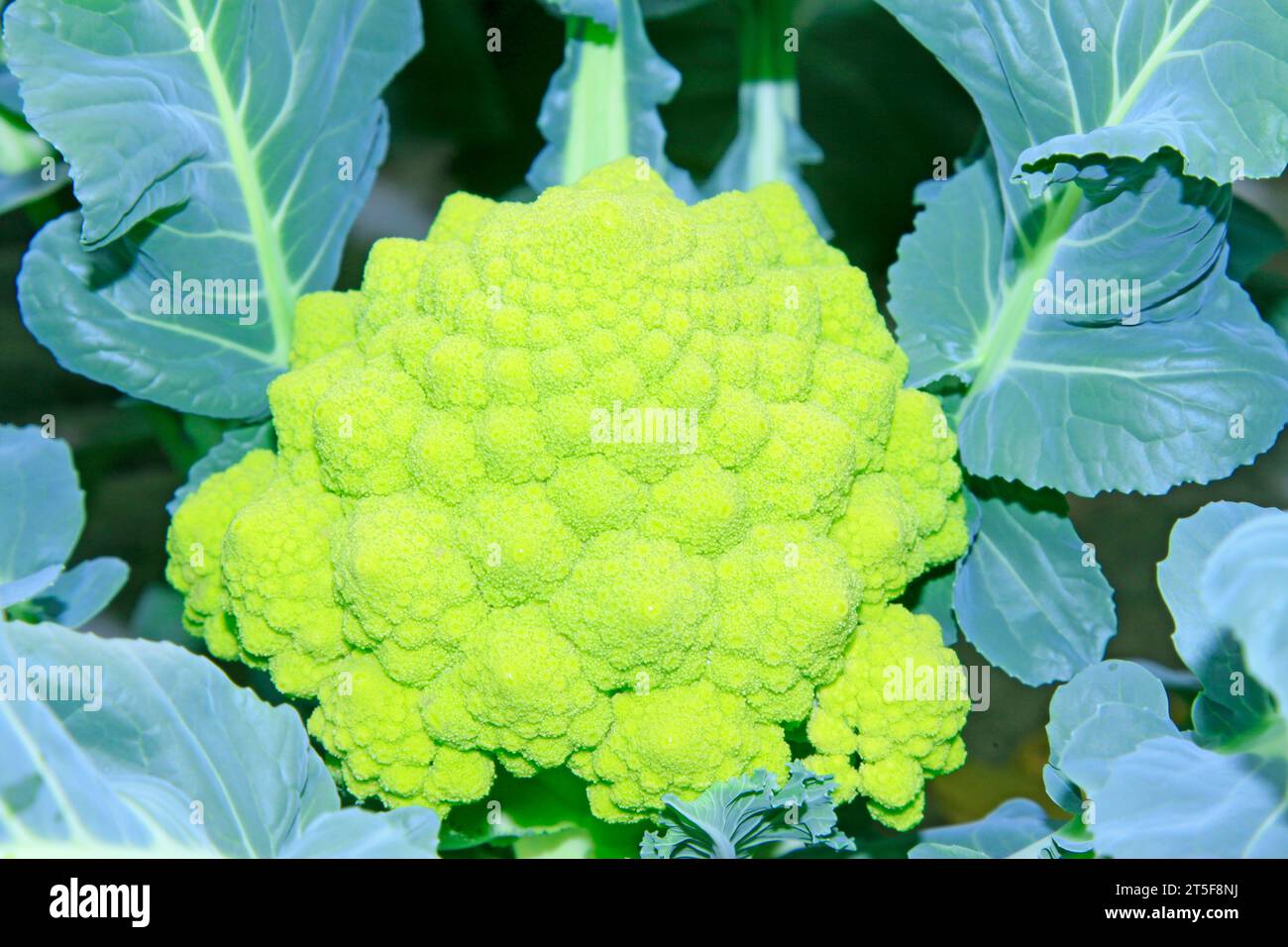 broccoli growing in agriculture fields Stock Photo Alamy