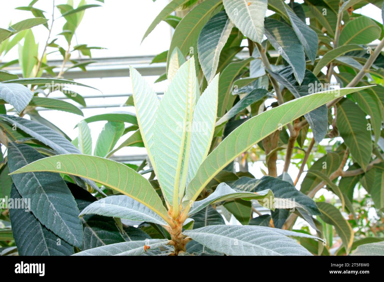 closeup of loquat leaves in a botanical garden Stock Photo