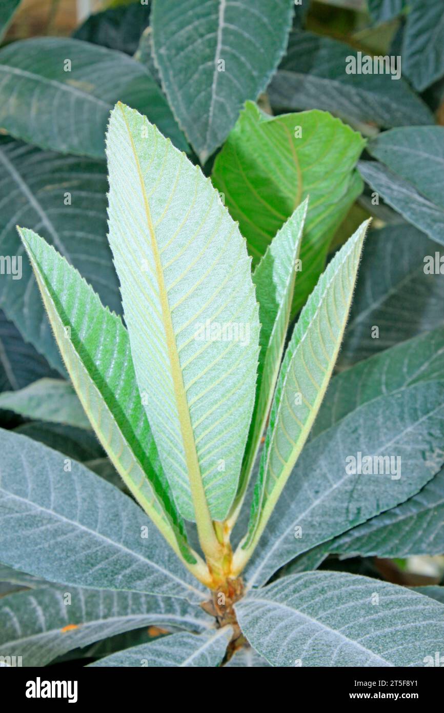 closeup of loquat leaves in a botanical garden Stock Photo