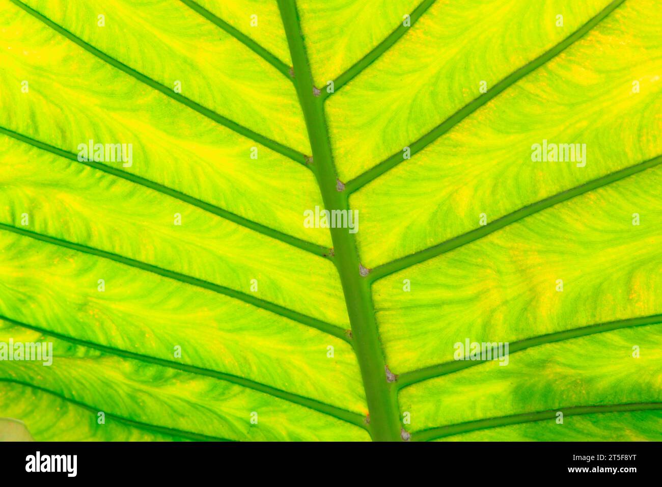 Arrowroot leaf hi-res stock photography and images - Alamy