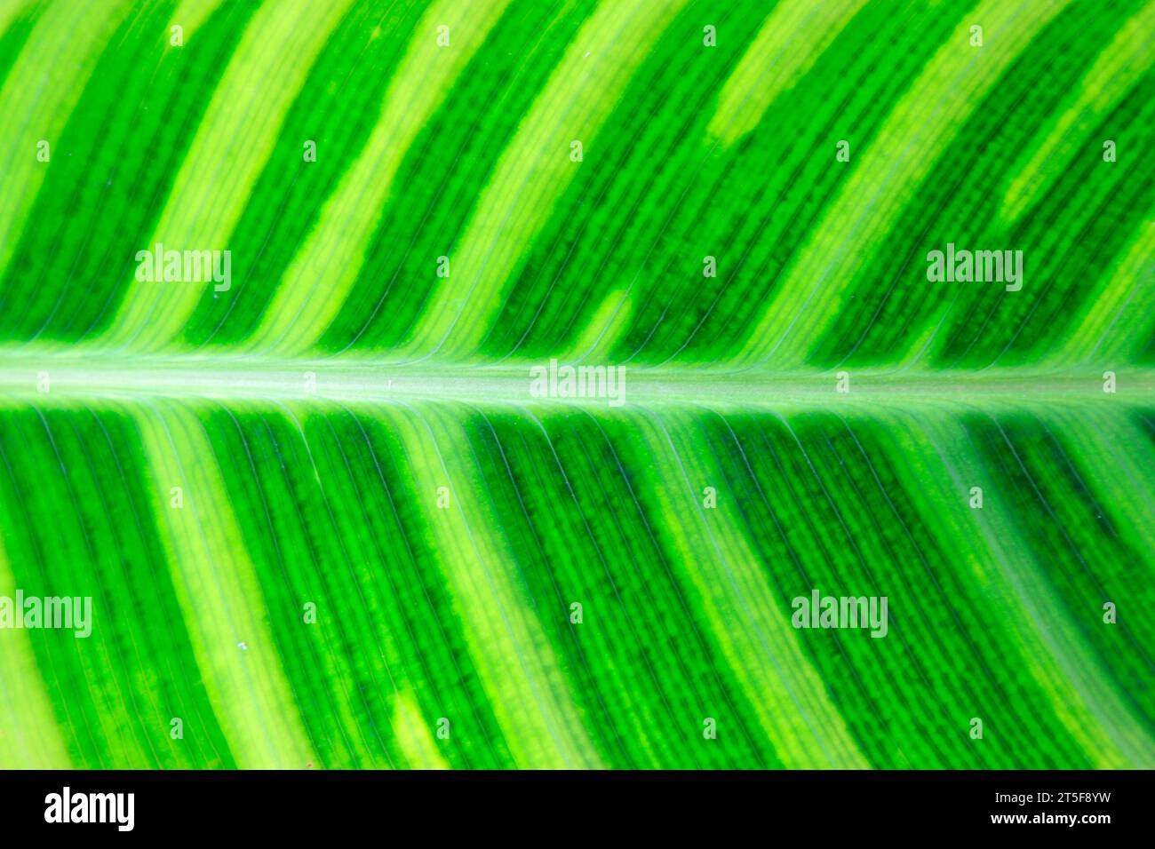 Fresh Arrowroot Arrowroot leaf hi-res stock photography and images - Alamy
