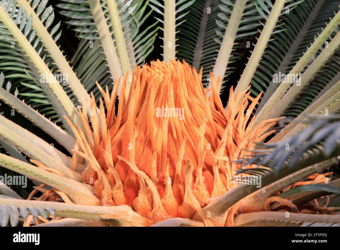 cycas plant burgeen in a garden, closeup of photo Stock Photo