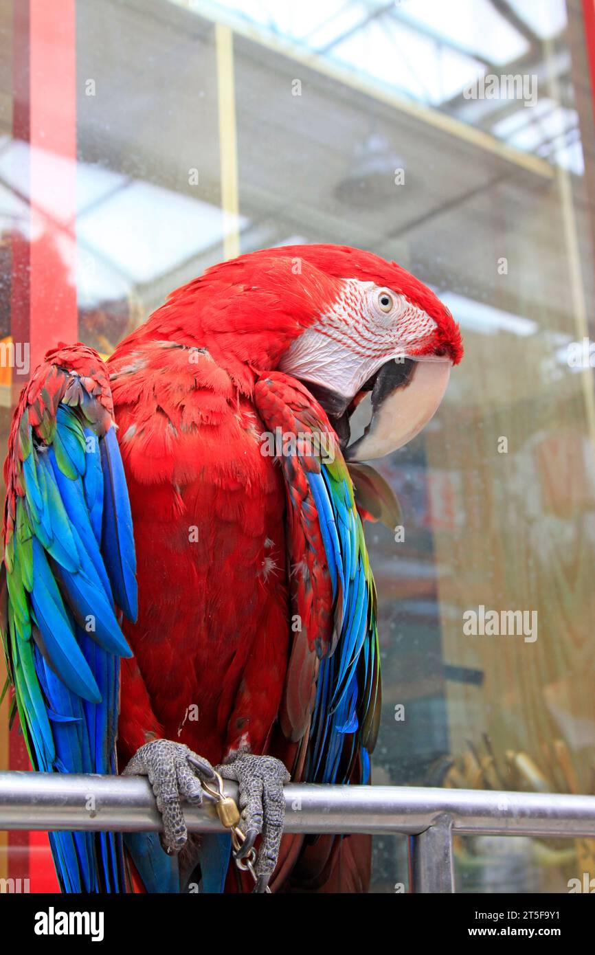 he Scarlet Macaw is a large, red, yellow and blue South American parrot ...