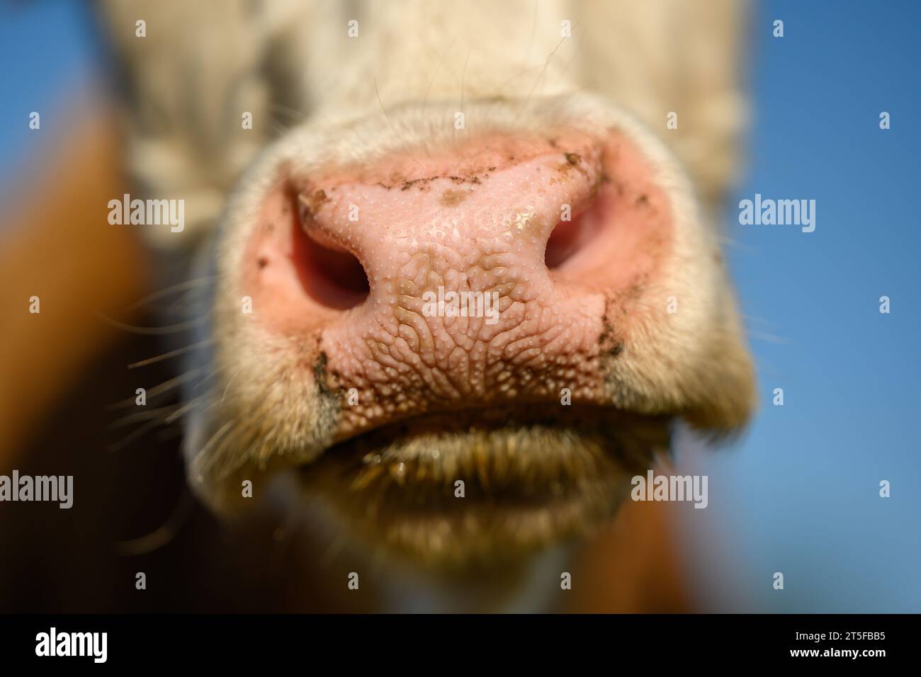 White cow close up portrait on pasture. Oversized and pink cow nose. Stock Photo