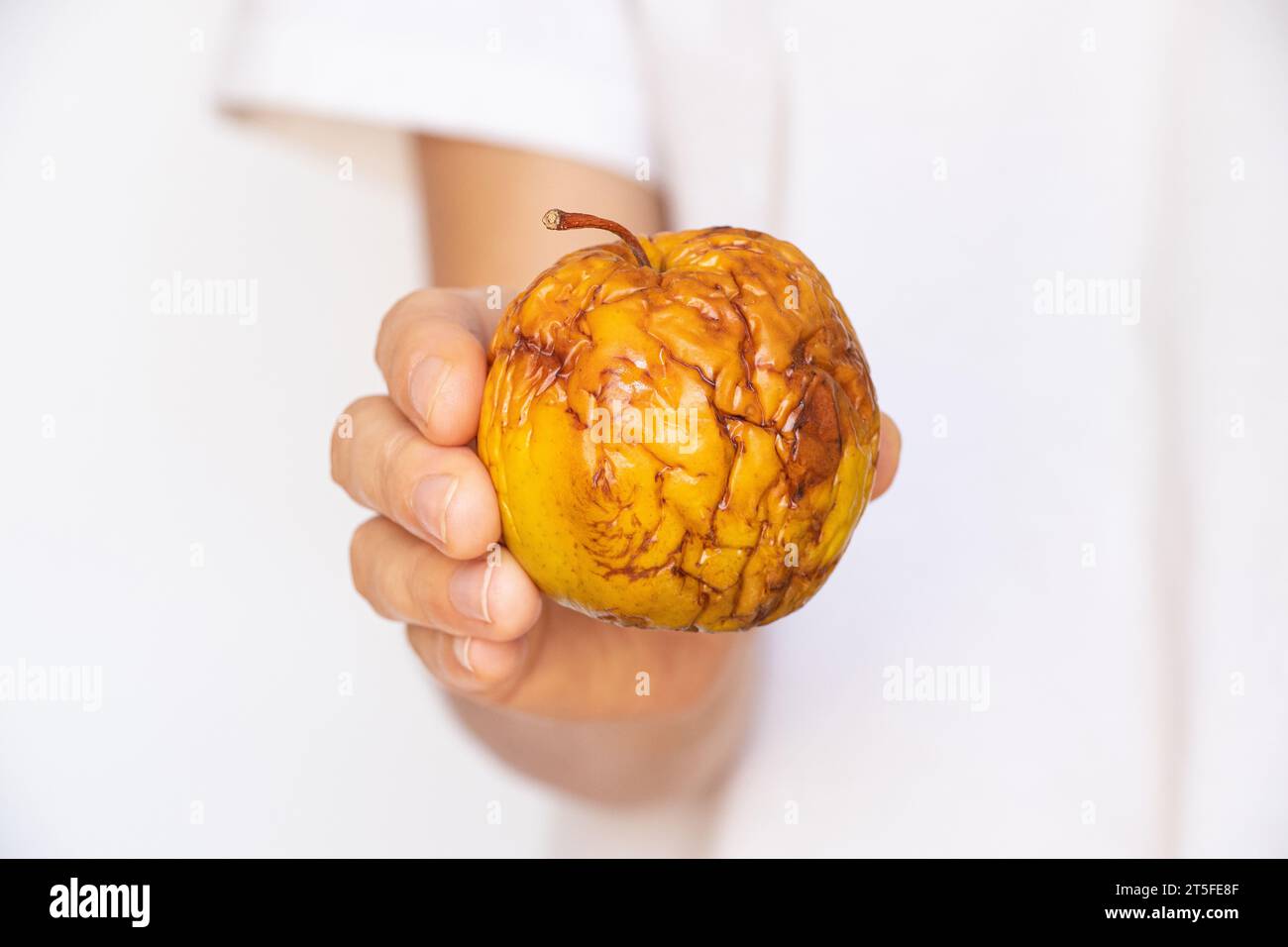 A woman's hand holds an old dry apple on a white background, food and diet Stock Photo
