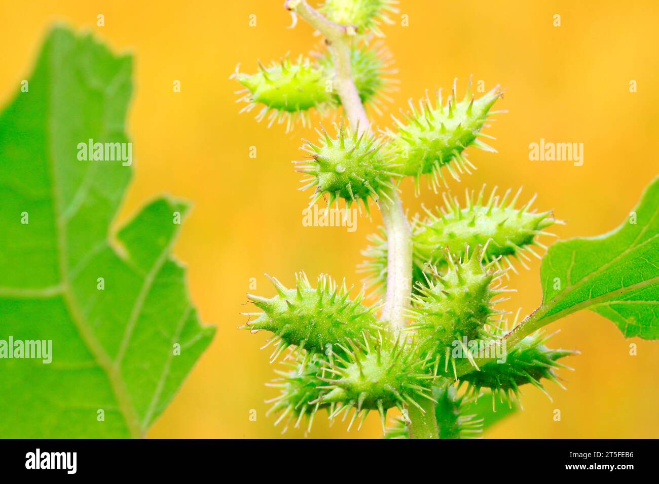 XanThium sibiricum, a kind of chinese herbal medicine in china Stock Photo